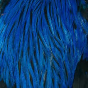 Whiting 4b's Rooster Cape White died Kingfisher Blue